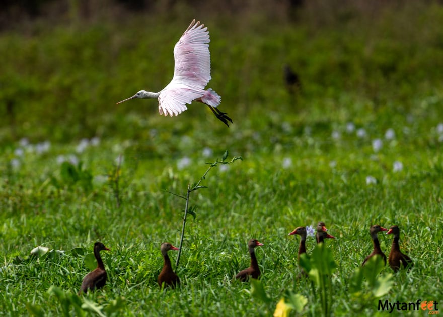 Hacienda El VIejo birds