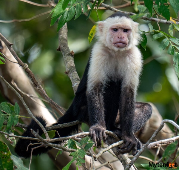 White face monkey seen at Hacienda El Viejo boat ride