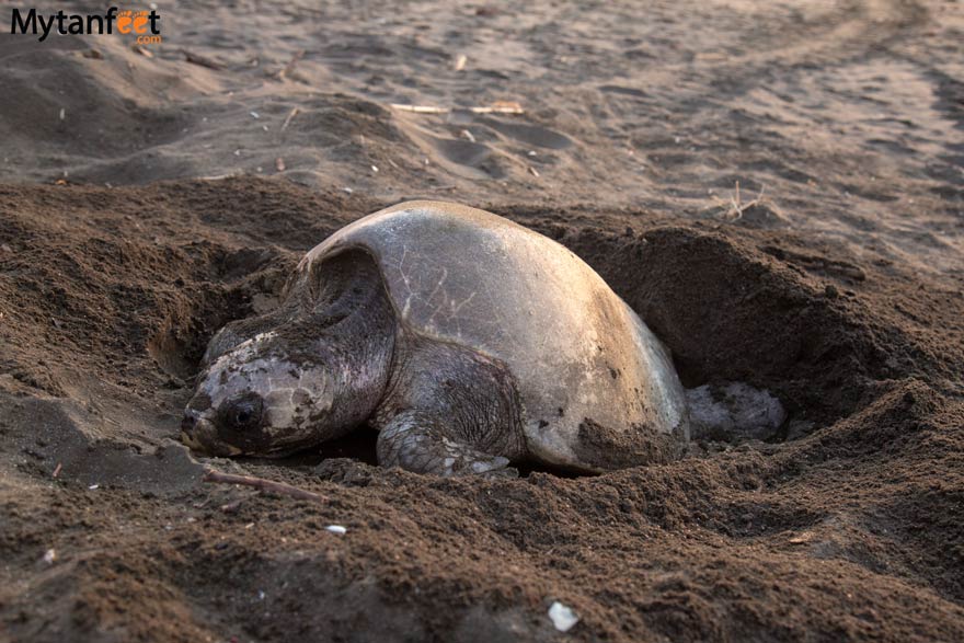 sea turtles nesting at Ostional