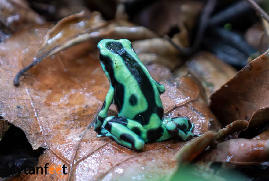 Green and black poison dart frog