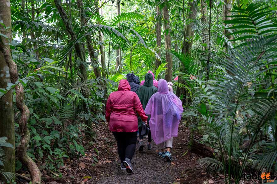 selva verde lodge walk