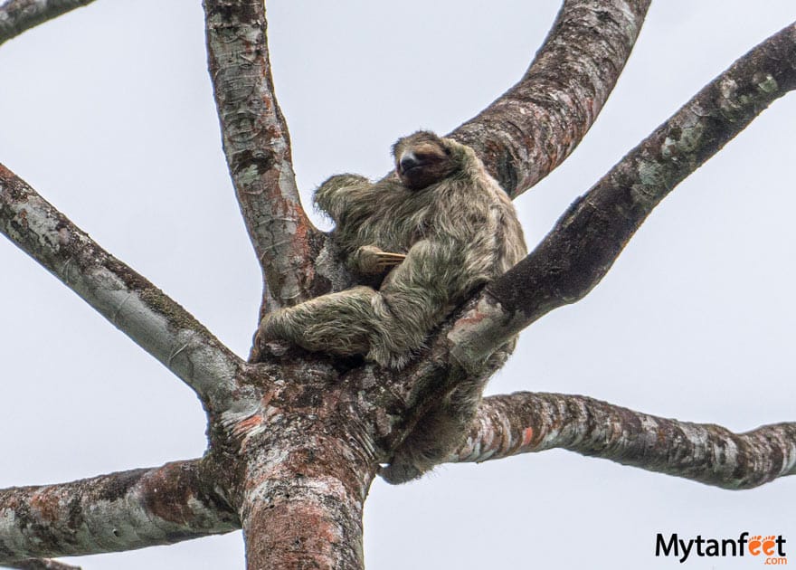 rainforest tour from san jose, sloth