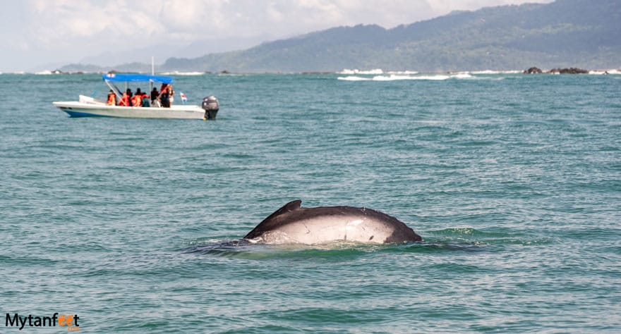 uvita whale watching tour