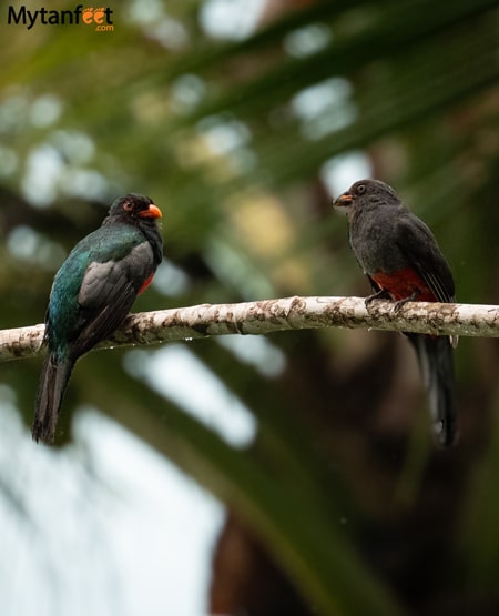 drake bay birdwatching trogons at copa de arbol