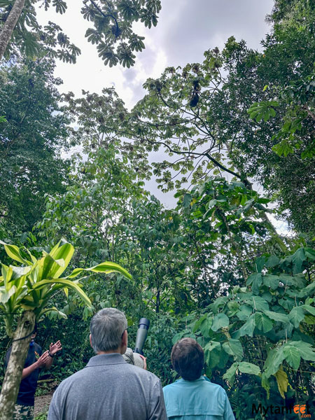 Guanacaste rainforest sloth walk - 3 adults are looking up in the rainforest