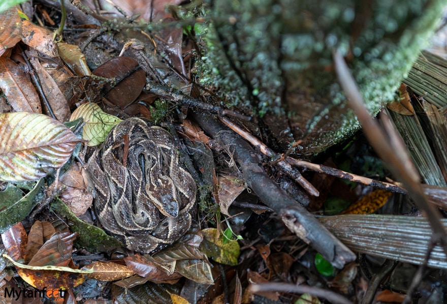 Photo of a fer de lance snake in the rainforest in Costa Rica 