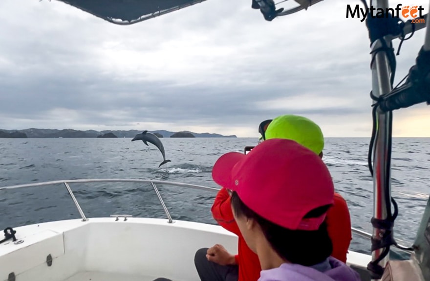 where to see wildlife in costa rica - dolphins
