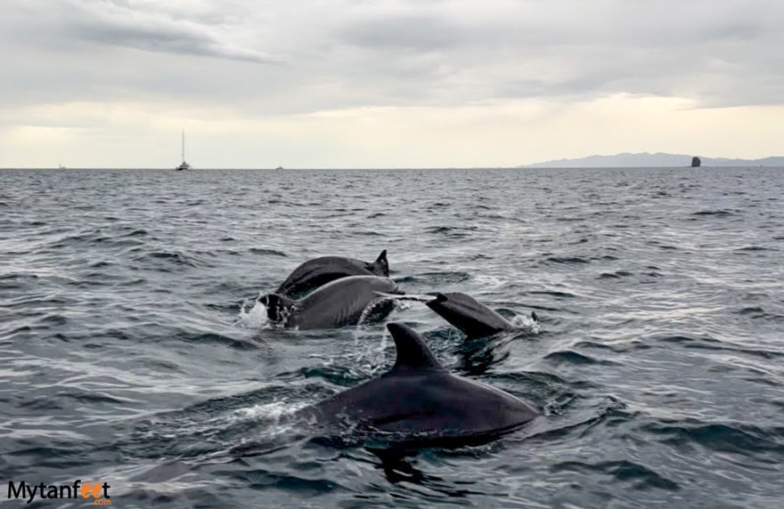 bottle nose dolphins in the gulf of papagayo
