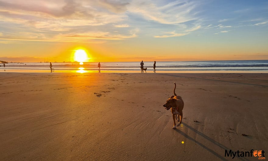 costa rica in november tamarindo beach . Photo of a beach during sunset, with a dog in the foreground and four people walking in the distance on the shore 