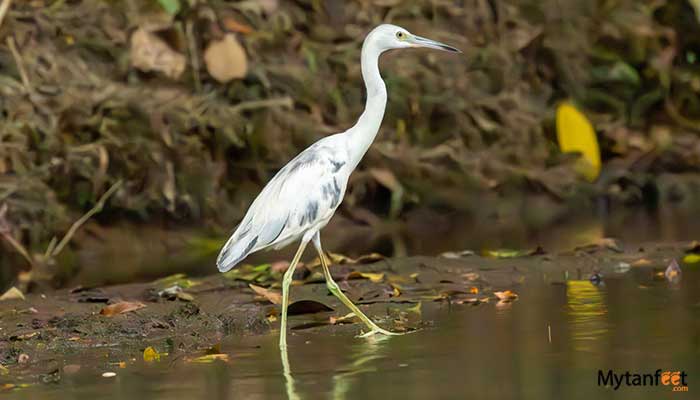 pure-nature-safari-Juvinile-little-blue-heron