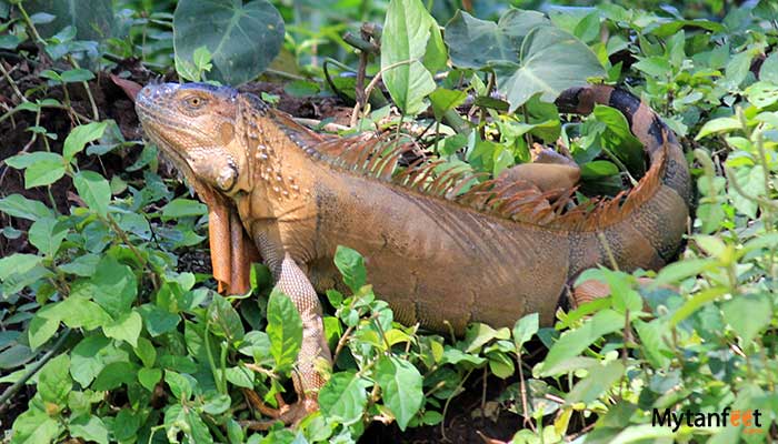 pure-nature-safari-float-Iguana