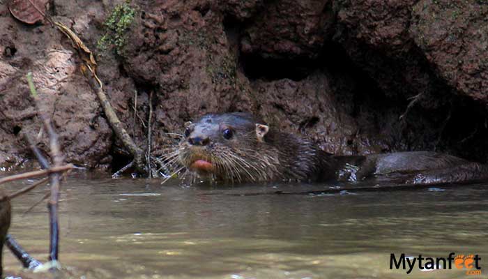pure-nature-safari-float-Otter