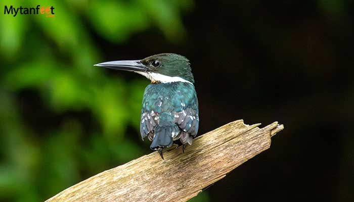 pure-nature-safari-kingfisher
