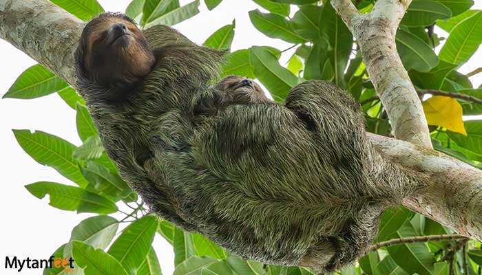 pure-nature-safari-sloth-1