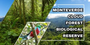 monteverde cloud forest biological reserve featured image
