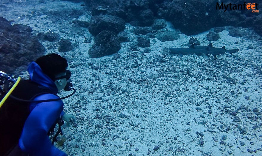 scuba diving in costa rica things to do in costa rica