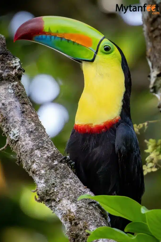Keel billed toucan