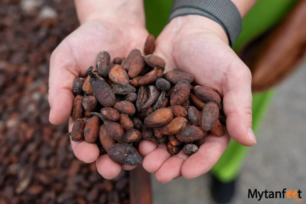 cacao beans on a chocolate tour in Costa Rica