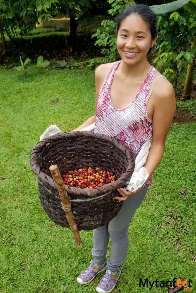 things to do in costa rica - an asian woman is holding a basket full of coffee cherries