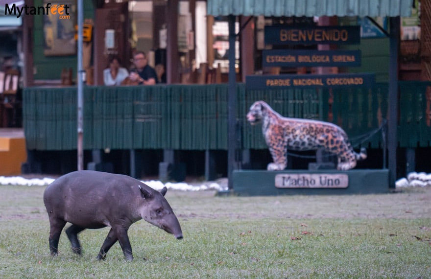 things to do in costa rica corcovado national park sirena station