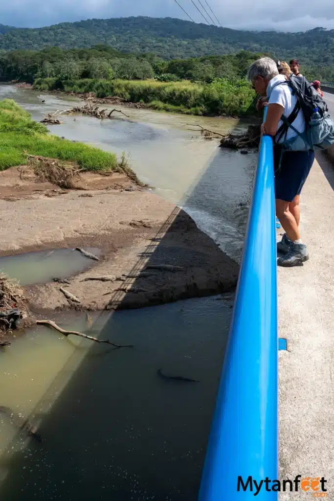 Tarcoles bridge (corocild beridge in costa rica)