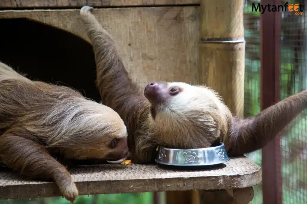 things to do in costa rica - jaguar rescue center