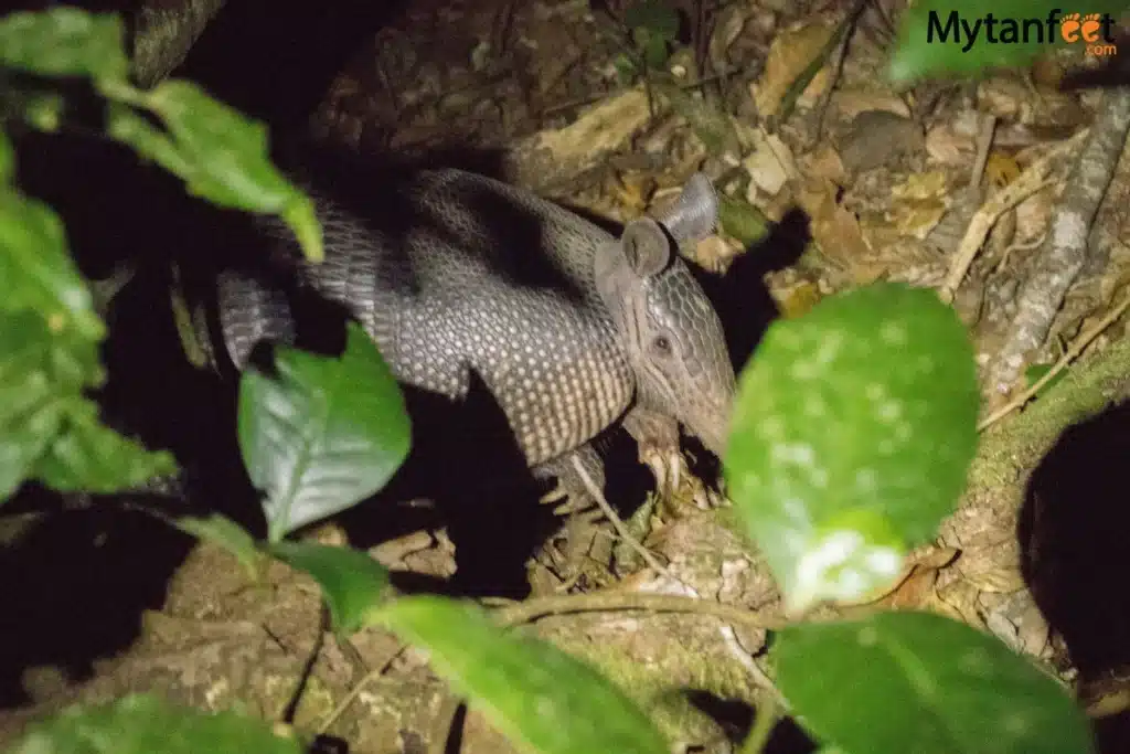night walk in Costa Rica - armadillo