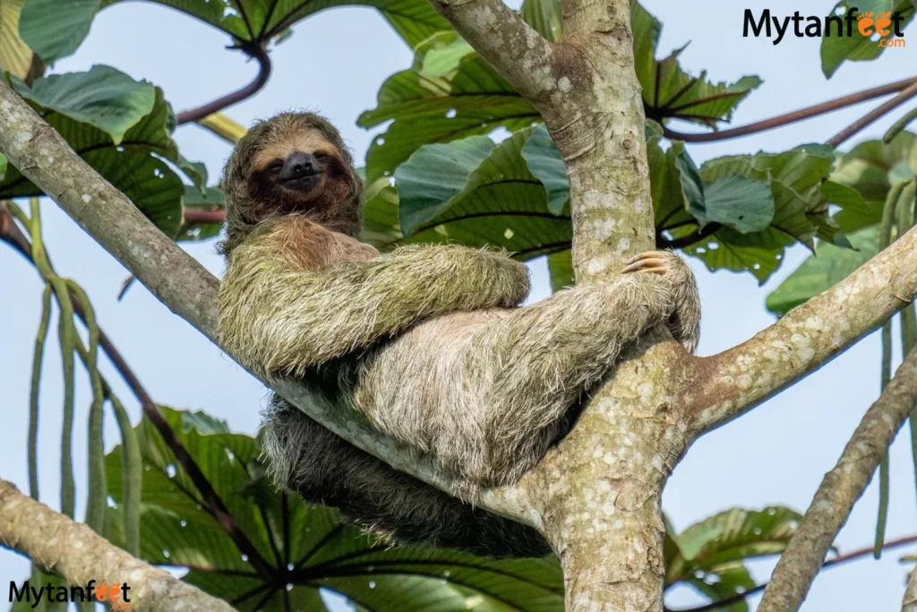 things to do in costa rica - wildlife photography