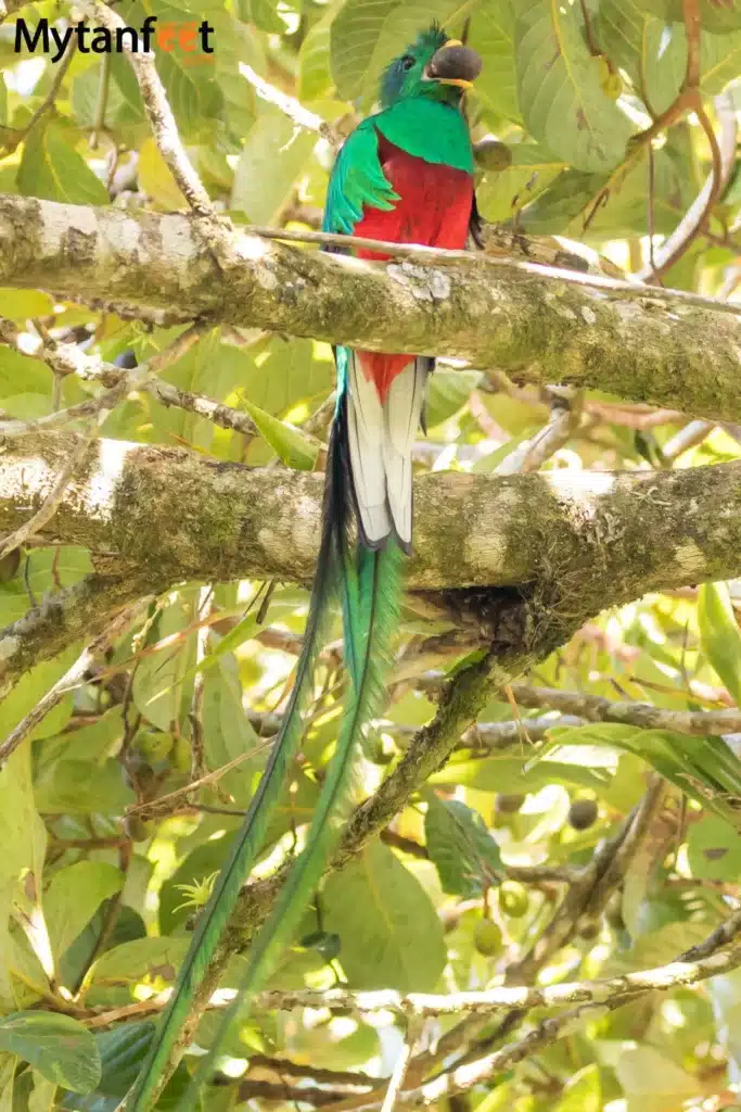 Resplendant Quetzal