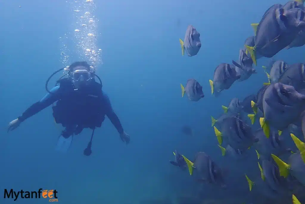 things to do in costa rica - scuba diving