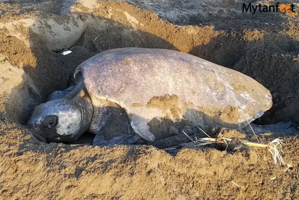 things to do in costa rica - turtle tour