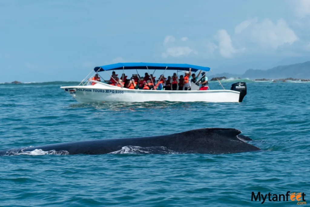 Uvita whale watching tours
