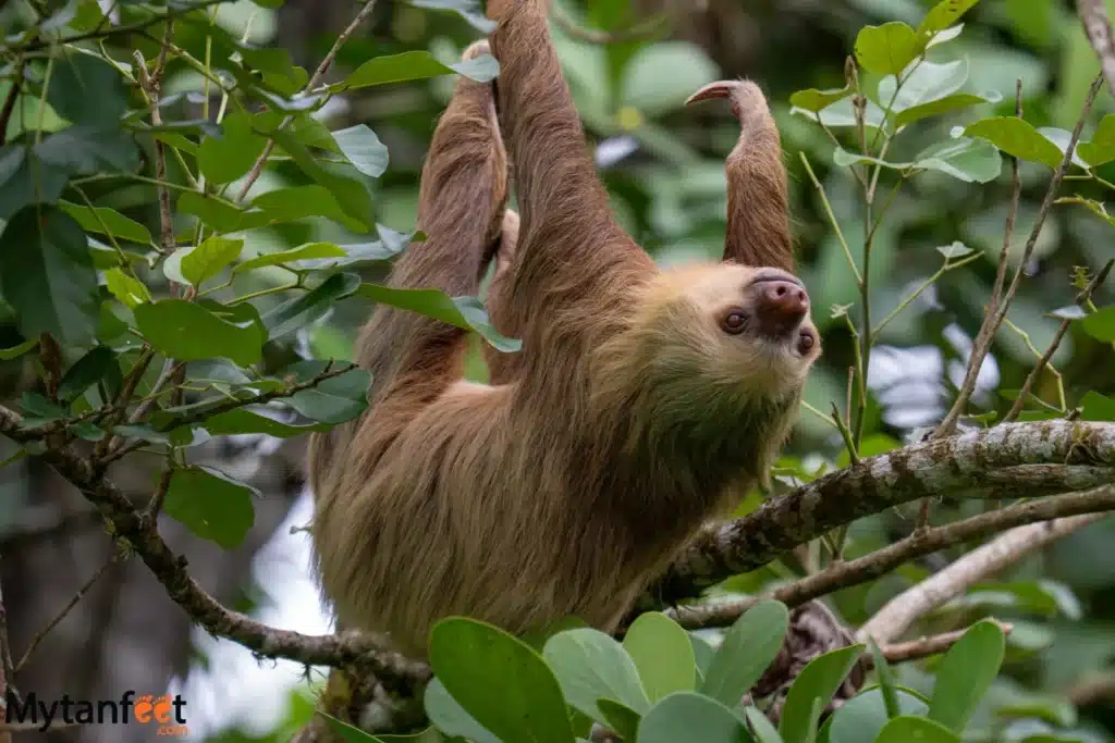 where to see sloths in costa rica 2 toed sloth