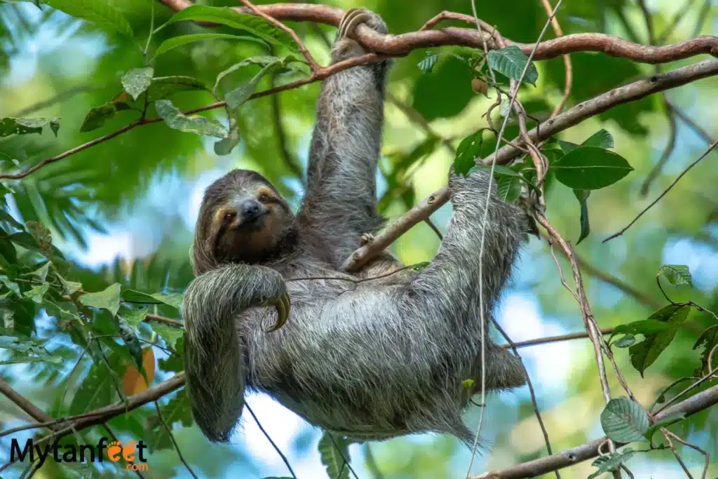 three toed sloth seen in Tortuguero