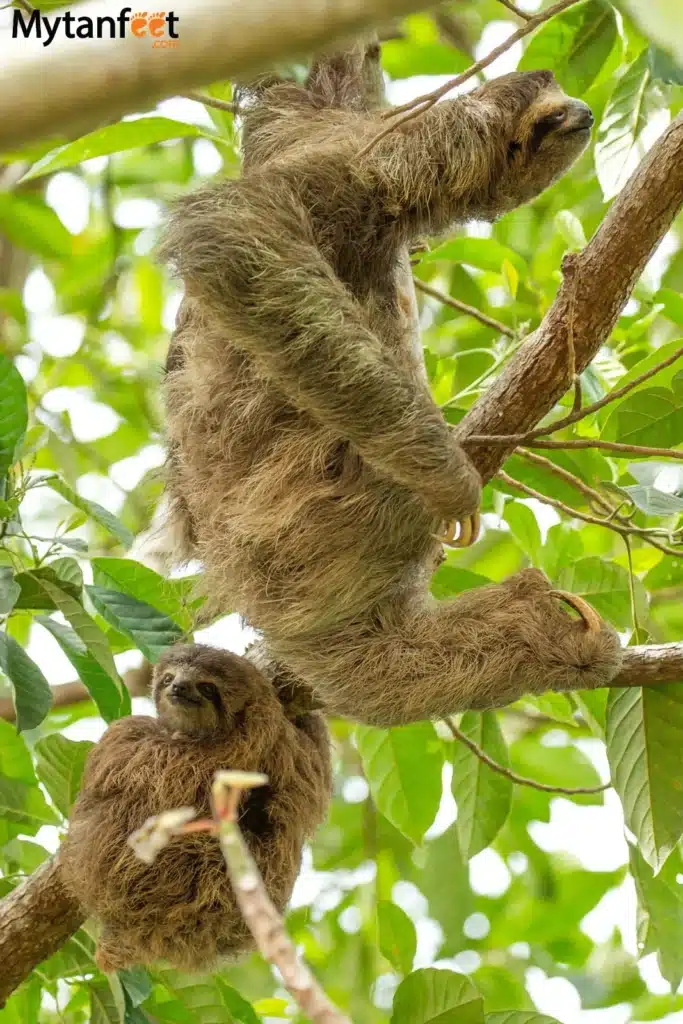 MOm and baby three toed sloth in Manuel Antonio