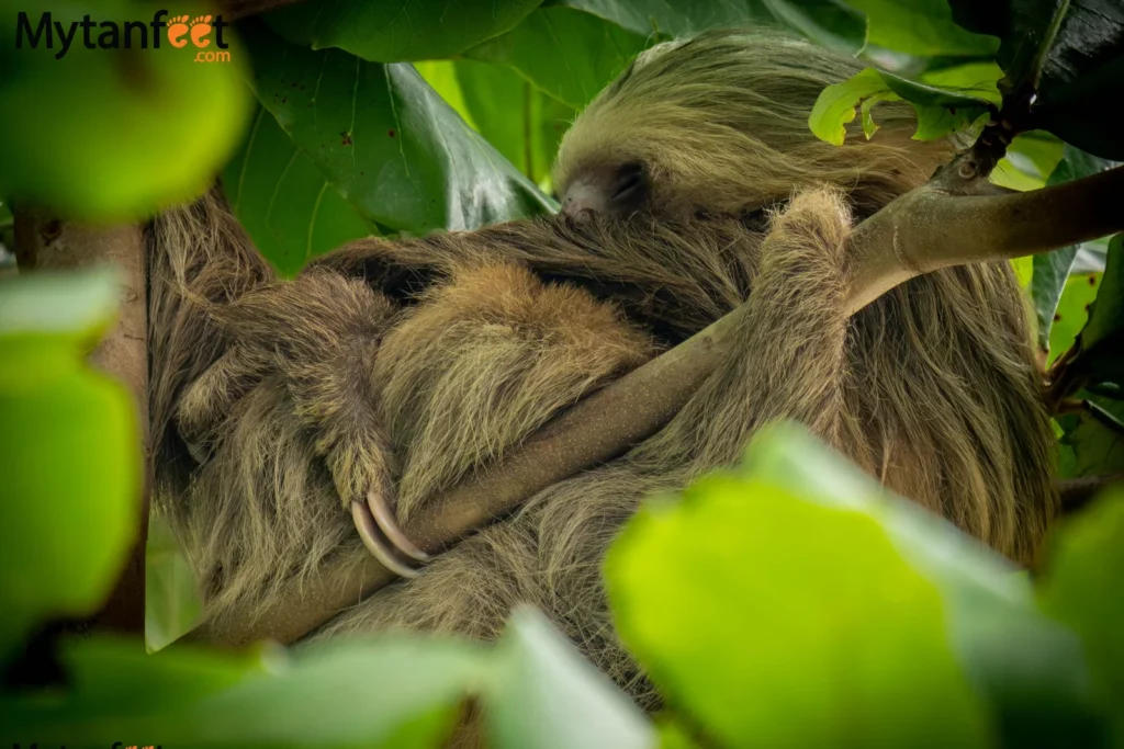 where to see sloths in costa rica - 2 toed sloth hiding up in the trees