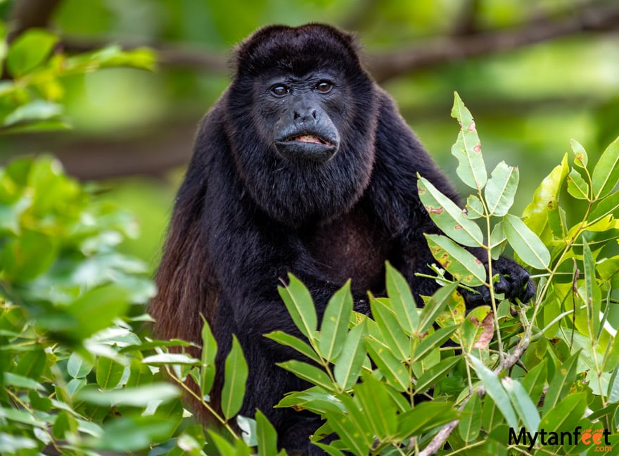 Male howler monkey in Costa Rica