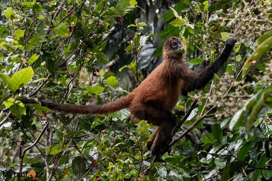 Monkeys in Costa Rica - spider monkey
