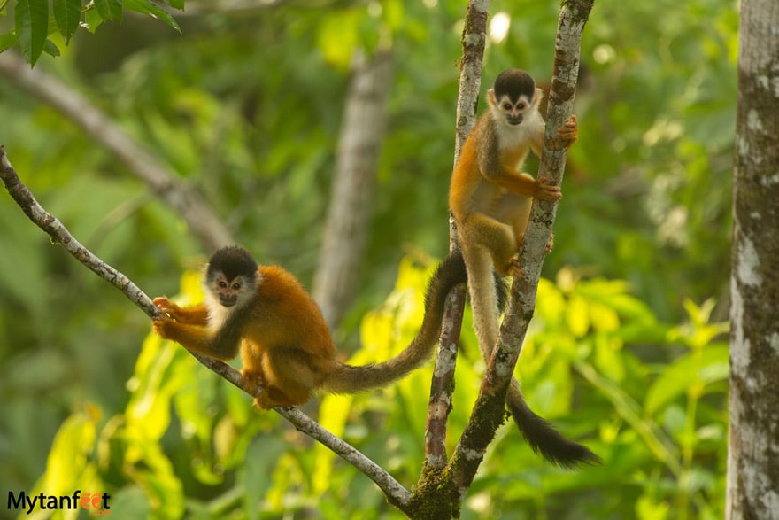 squirrel monkeys in costa rica