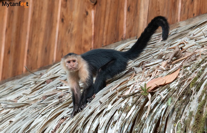 Monkeys in Costa Rica - White face Capuchin Monkey