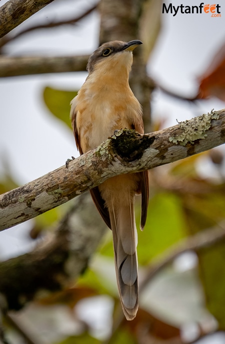 Cocos cuckoo, endemic bird of Cocos Island, Costa Rica 