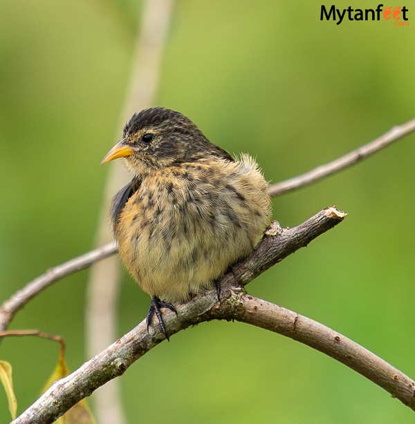 Cocos finch bird one of the endemic birds of Cocos Island National Park
