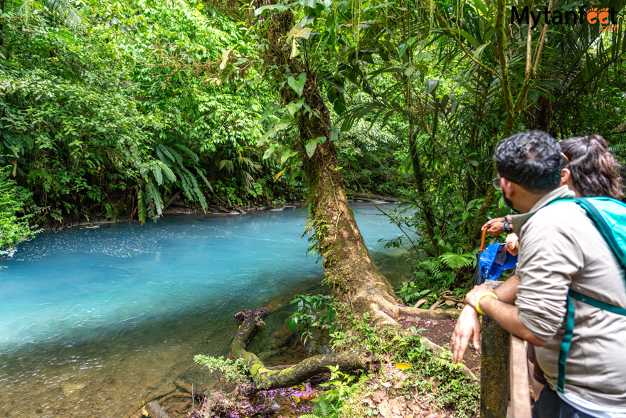 Two adults - a man and woman are leaning over a railing, looking at a sky blue river in a rainforest inside Tenorio VOlcano National Park (Rio Celeste)