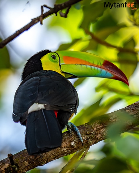 Keel billed toucan