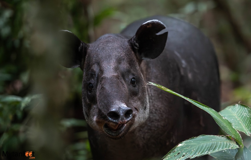 Adult female Baird's tapir 