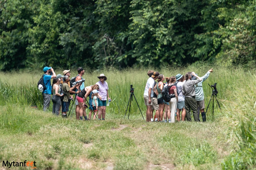 Corcovado national park sirena station - two groups of tourists are standing in a grassy field and looking up at something in the rainforests, their guides have telescopes out 