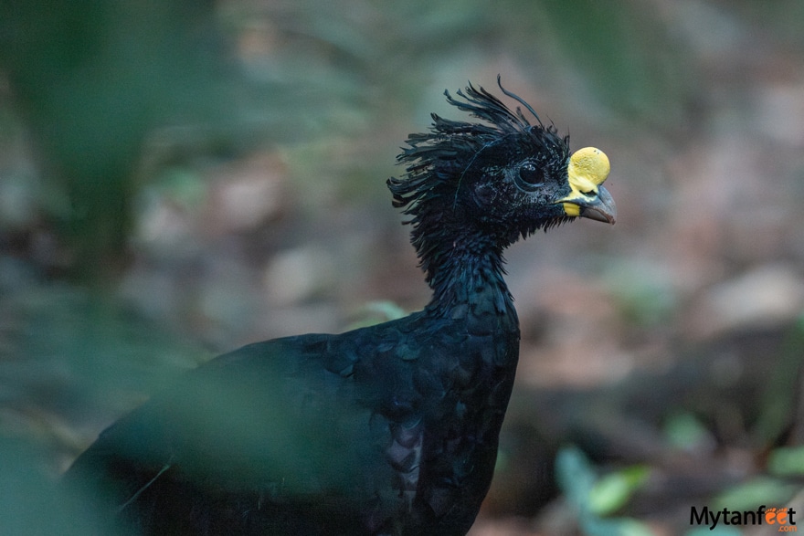 Great Currasow 