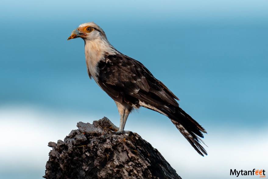 Yellow headed Caracara