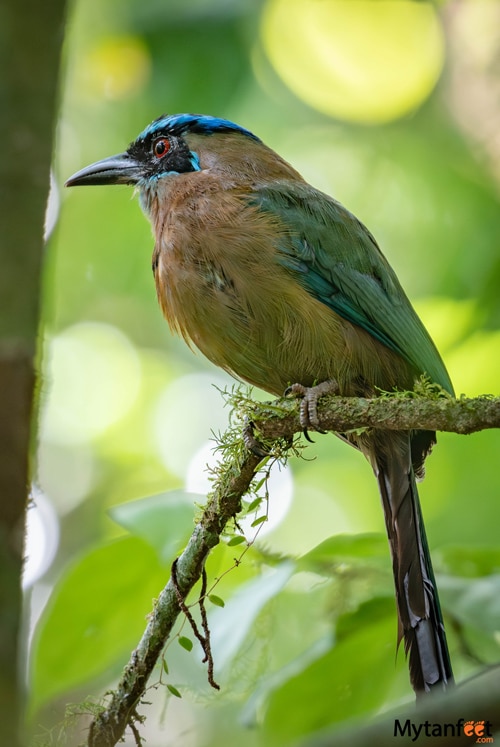 corcovado national park sirena station  Blue crowned motmot