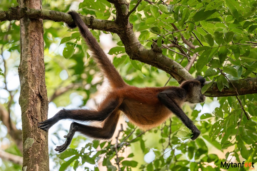 spider monkey